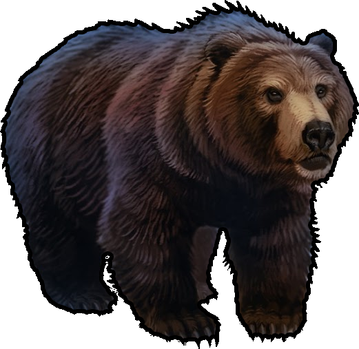 :bear