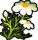 Rumianek :camomile