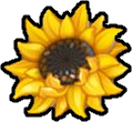 Słonecznik :sunflower